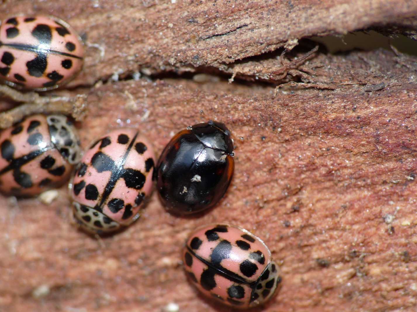 Coccinelle non lo so ma credo Oenopia conglobata nera